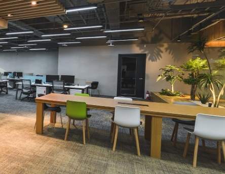 辦公室植物推薦