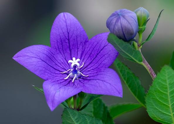 桔梗紫色 搭配技巧 桔梗紫色 搭配技巧