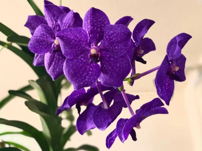 蘭花花掉光原因 蘭花花掉光原因