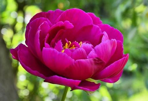 葉牡丹種植方法