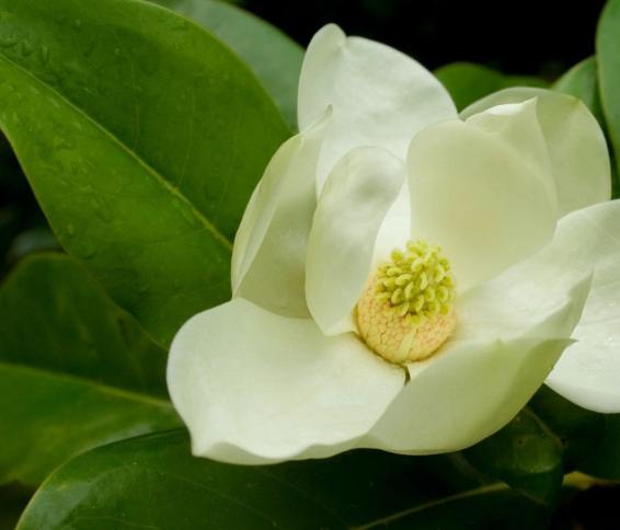 白玉蘭葉精油調配比例 白玉蘭葉精油調配比例