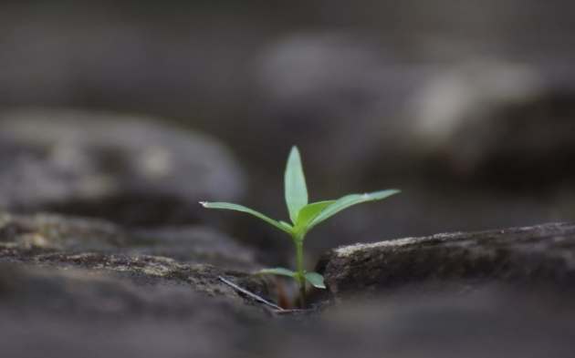 番茄種子播種方法 番茄種子播種方法