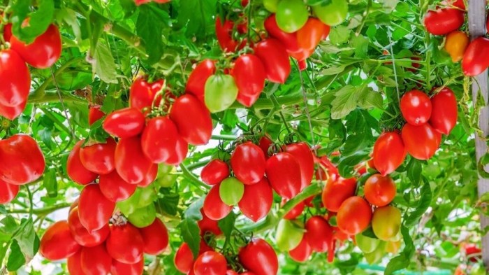 台灣蕃茄栽培 台灣蕃茄栽培