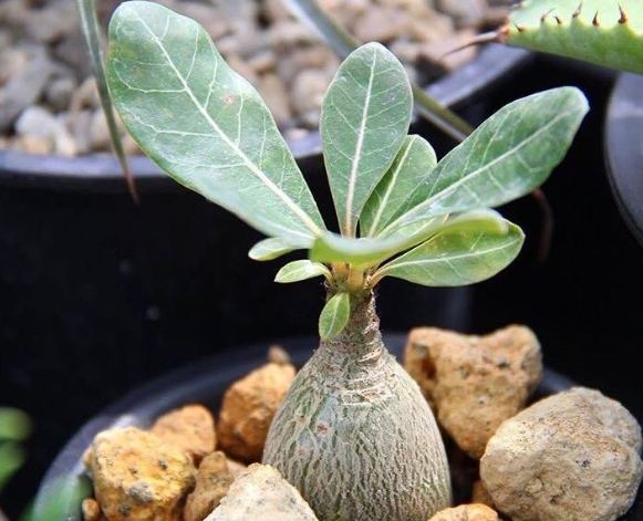 沙漠玫瑰叶子变黑原因 沙漠玫瑰叶子变黑原因