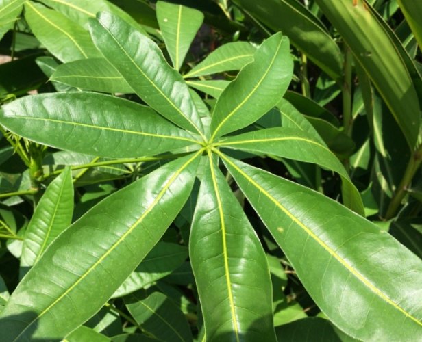 葉子尖端變黑 葉子尖端變黑