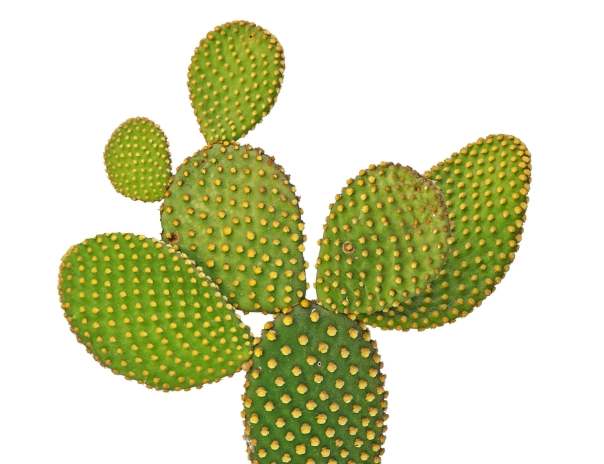 仙人掌變黑原因