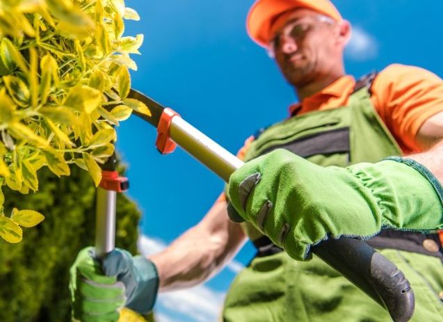 樹木修剪技巧 樹木修剪技巧