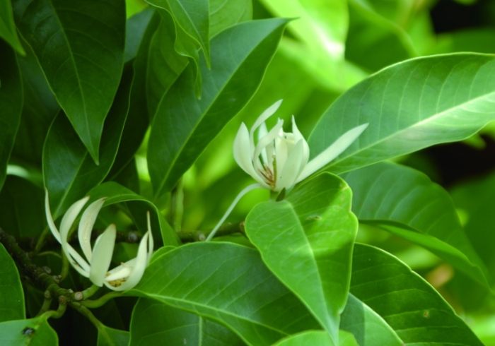 玉蘭花色澤 玉蘭花色澤