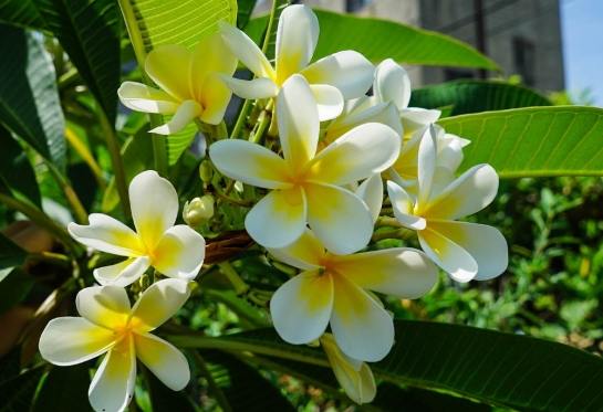 雞蛋花曬傷 雞蛋花曬傷