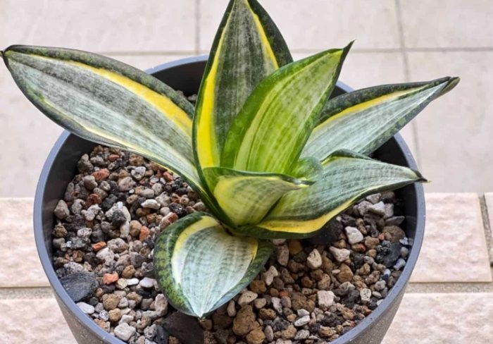 虎尾蘭澆水時間 虎尾蘭澆水時間