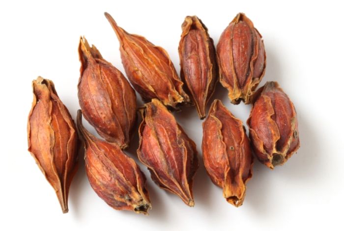 黃枝是什麼 黃枝是什麼