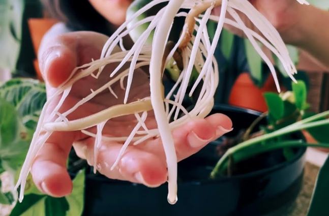 龜 背 芋 水耕 換水