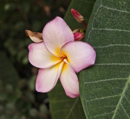 雞蛋花國花 雞蛋花國花