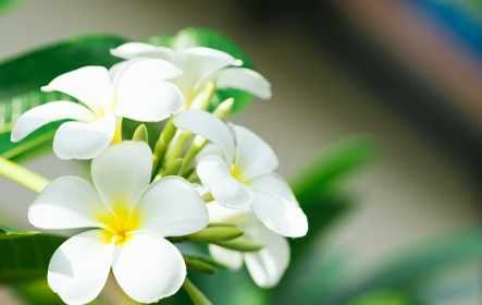 雞蛋花樹幹空心病害