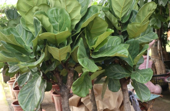 琴葉榕 冬天照顧 琴葉榕 冬天照顧