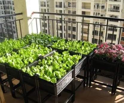 陽台蔬菜種植 陽台蔬菜種植
