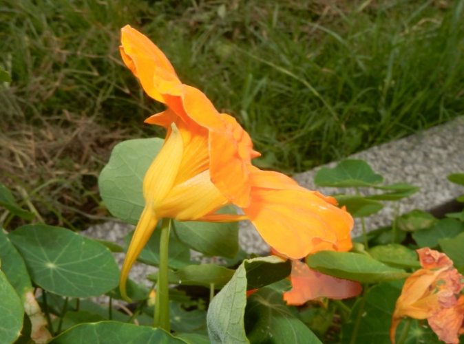 金蓮荷花養護 金蓮荷花養護