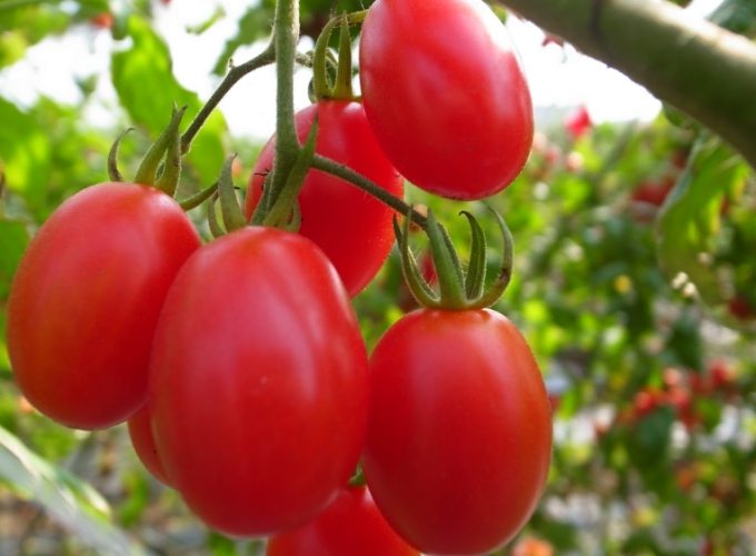 番茄開花 番茄開花