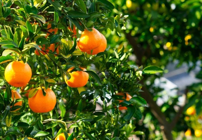 柑橘高壓繁殖 柑橘高壓繁殖