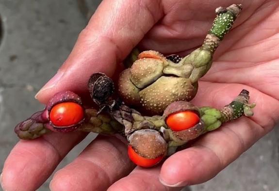 玉蘭花種子處理 玉蘭花種子處理