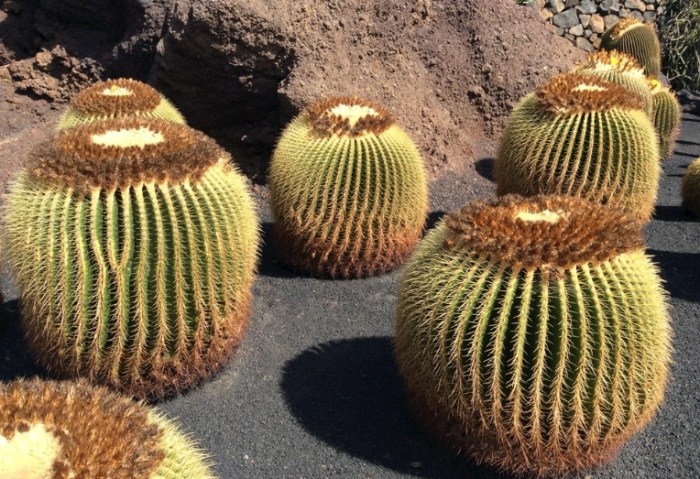 仙人掌變黃 仙人掌變黃