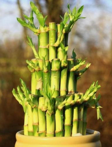 開運竹照顧 開運竹照顧