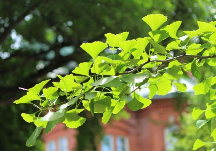 銀杏種子發芽技巧