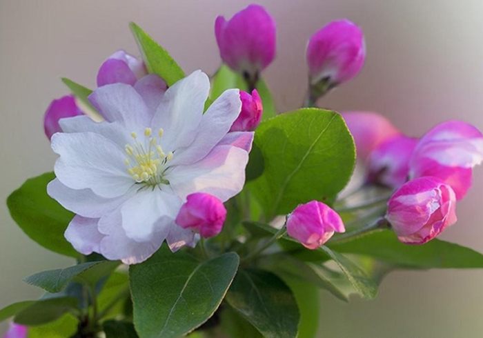 植物移植後照顧