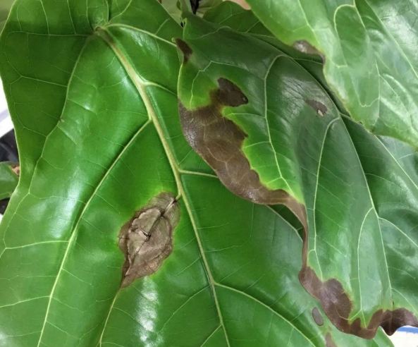 琴葉榕 養護技巧 琴葉榕 養護技巧