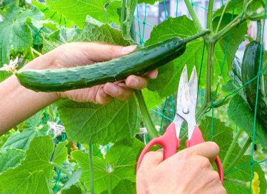 大胡瓜整枝