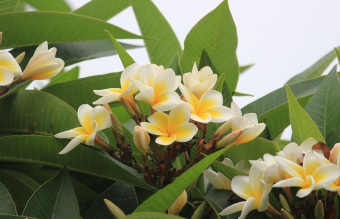 雞蛋花病害治療 雞蛋花病害治療