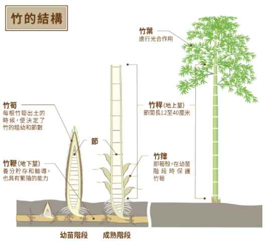 竹類植物分株 竹類植物分株