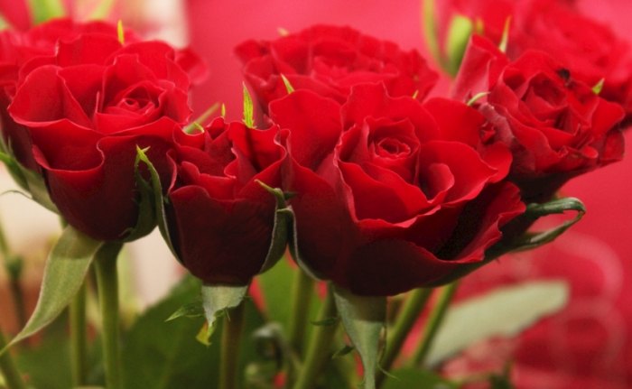 玫瑰葉子變黃 玫瑰葉子變黃