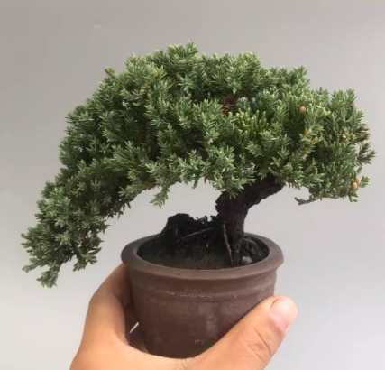 珍珠柏曬太陽 珍珠柏曬太陽