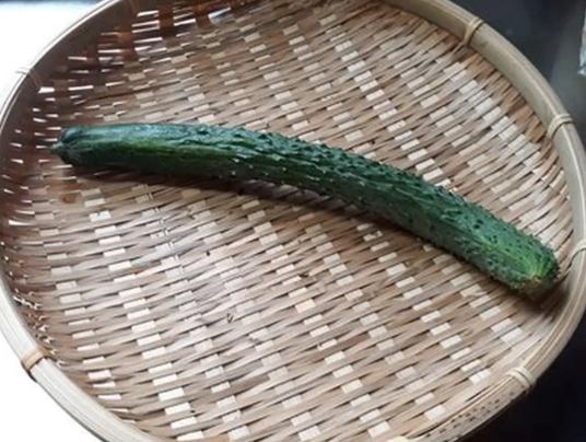 大胡瓜栽培管理