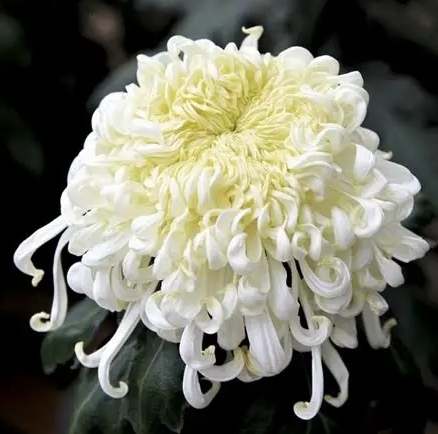 菊花什麼時候開