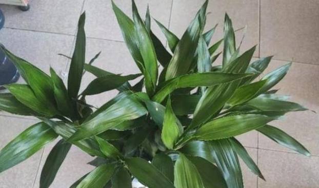 植物葉尖枯黃 植物葉尖枯黃