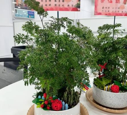 富貴樹盆栽 富貴樹盆栽