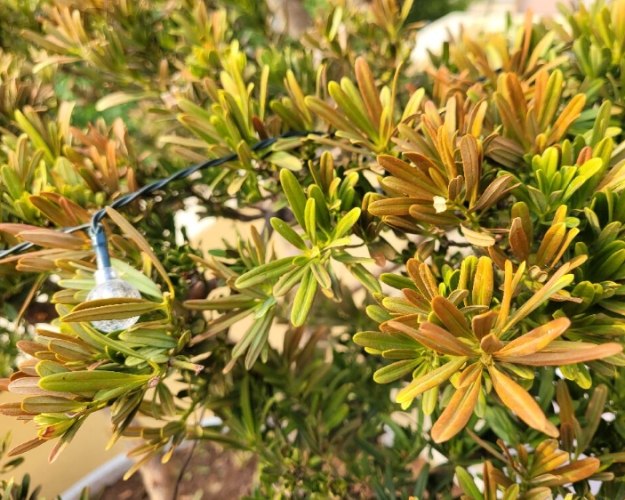 松柏葉子變黃原因 松柏葉子變黃原因