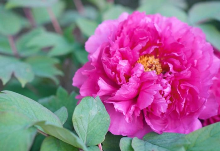 松葉牡丹多年生