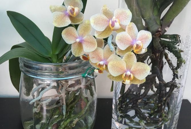 水培蝴蝶蘭步驟