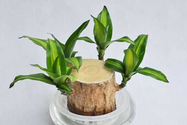 巴西木發芽時間 巴西木發芽時間