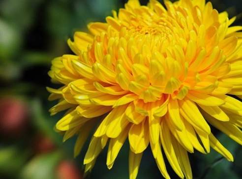 菊花壽命 菊花壽命