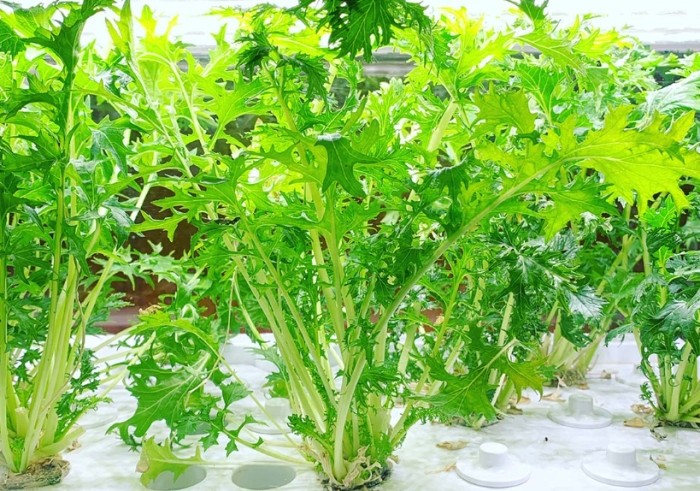 番茄種植技巧 番茄種植技巧