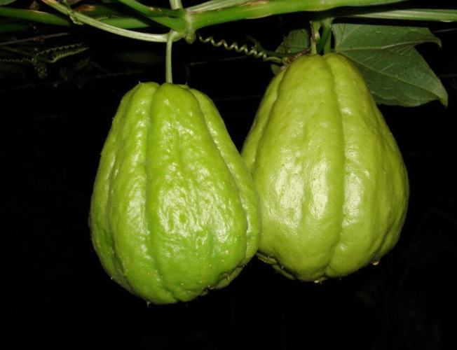 佛手瓜不能和什麼一起吃