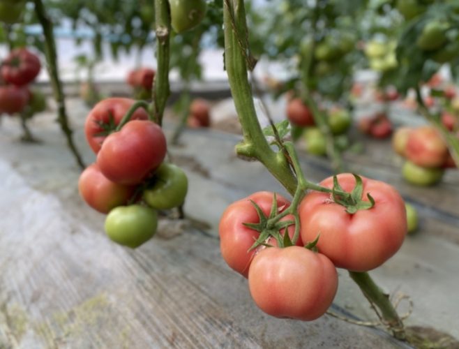 番茄生長控制 番茄生長控制