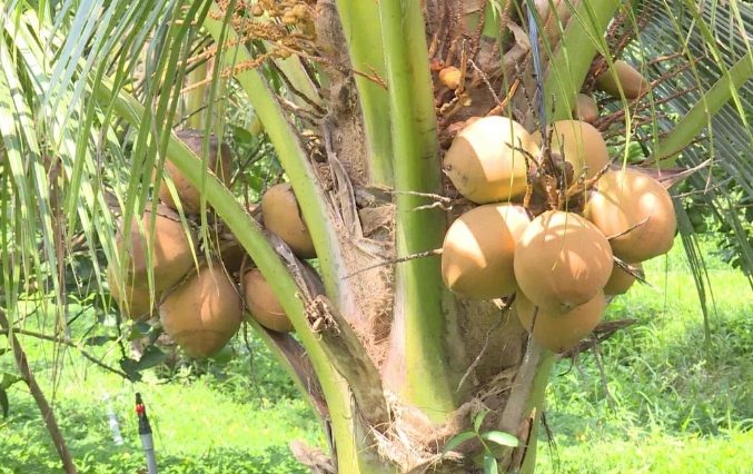 矮椰子品種 矮椰子品種