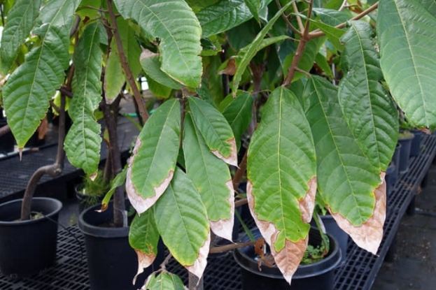 松柏葉子變黃 松柏葉子變黃