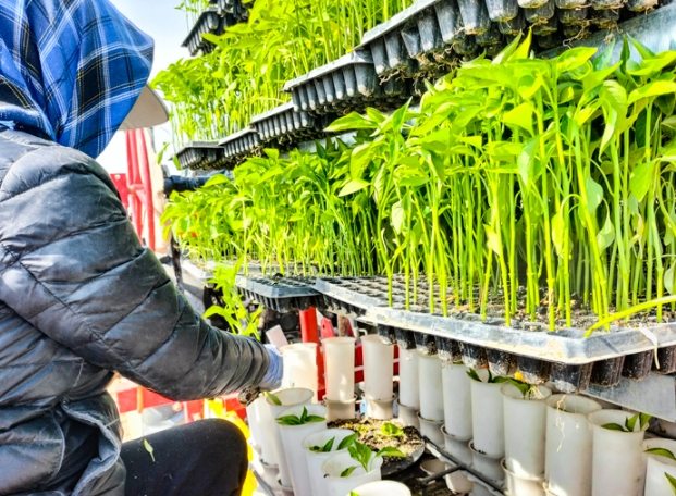 辣椒病虫害防治