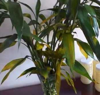 富貴竹養護方法